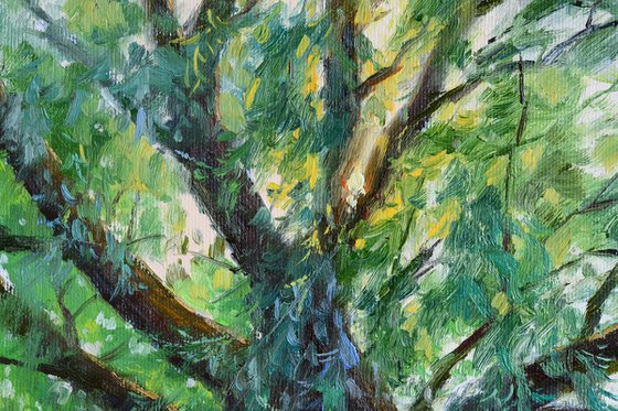 Old willows