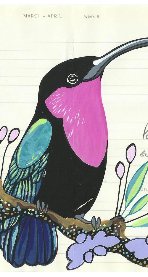 Birds of South America: Purple Throated Carib by Fran Giffard