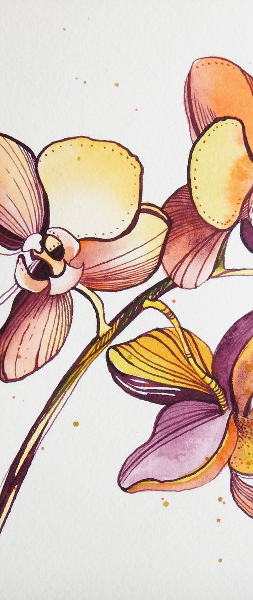Orchids. by Alla Vlaskina