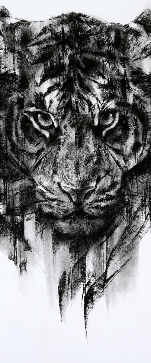 Tiger portrait by Tianyin Wang