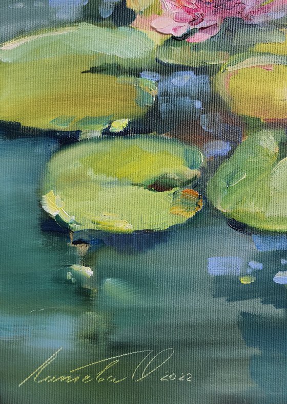 pink water lilies