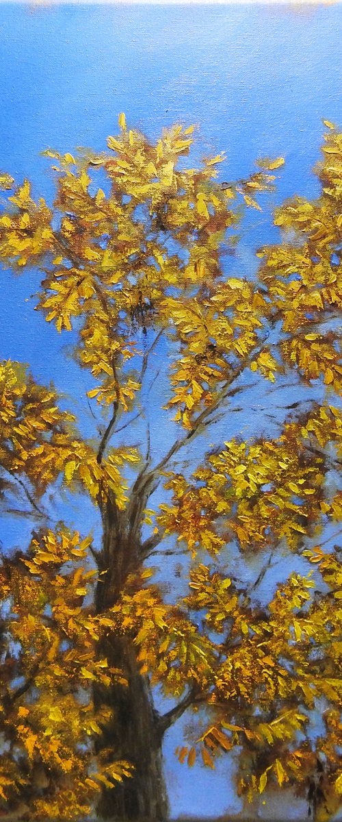 Look up. Autumn light by Olga Tretyak