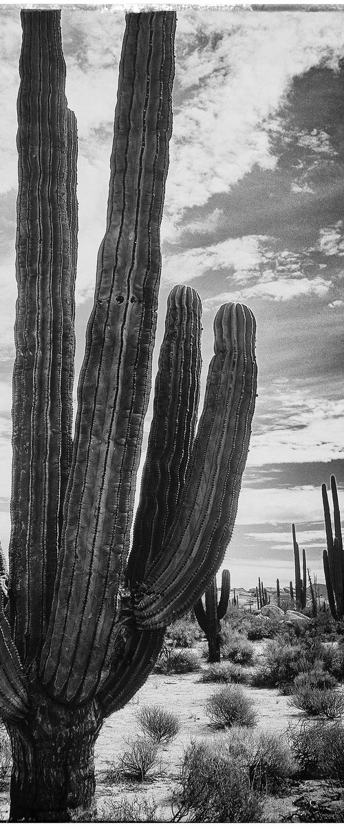 Saguaro, Baja California #2 by Heike Bohnstengel