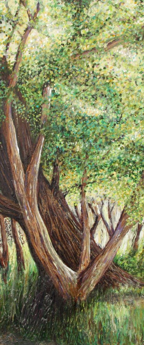 Barbados Trees by Roz Edwards