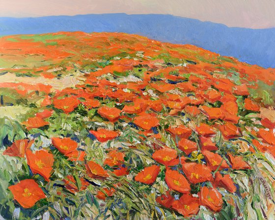 California Poppies, Superbloom