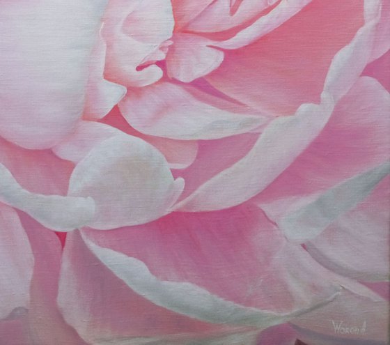 Divine Peony