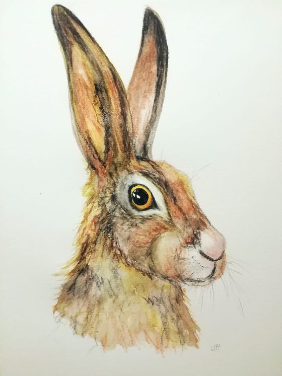 "Fraser" hare