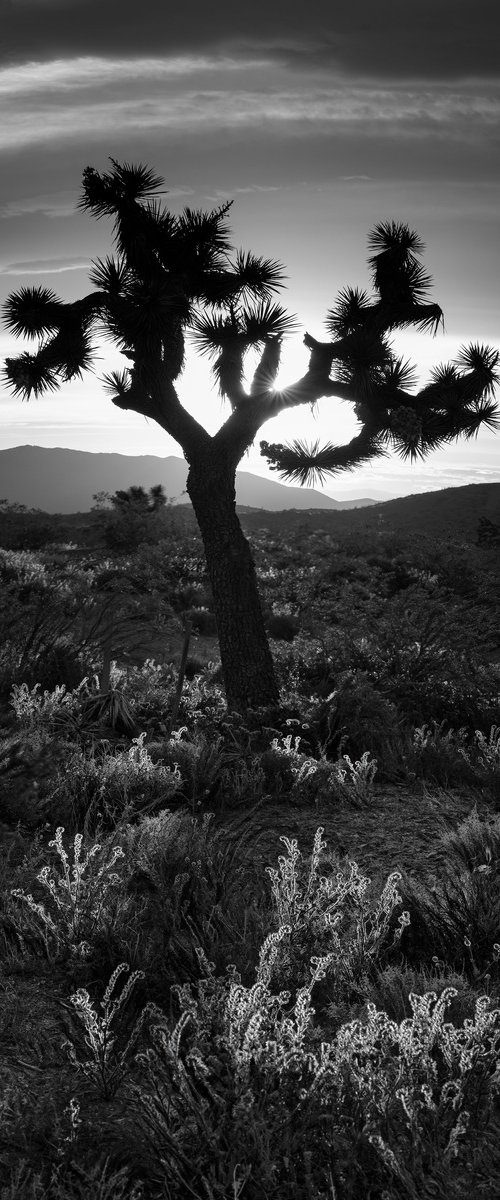 Joshua Tree by Nick Psomiadis