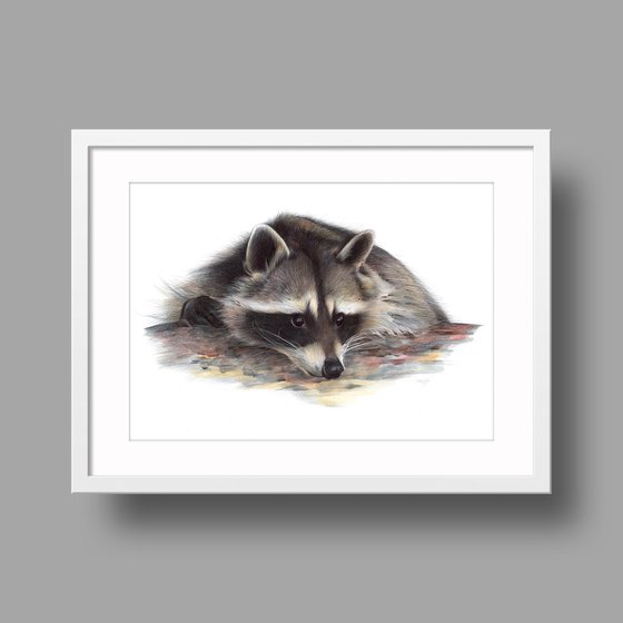 Raccoon portrait
