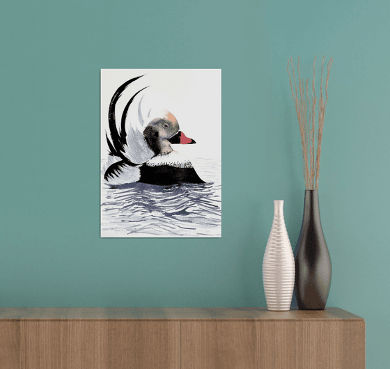 Long-tailed duck Moretta codon