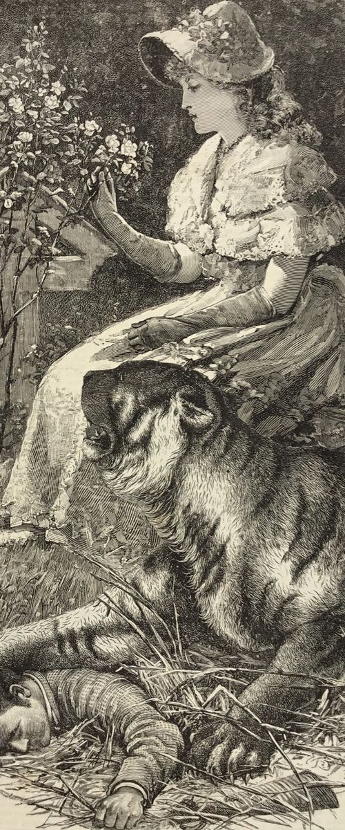 The Wild Rose by Tudor Evans