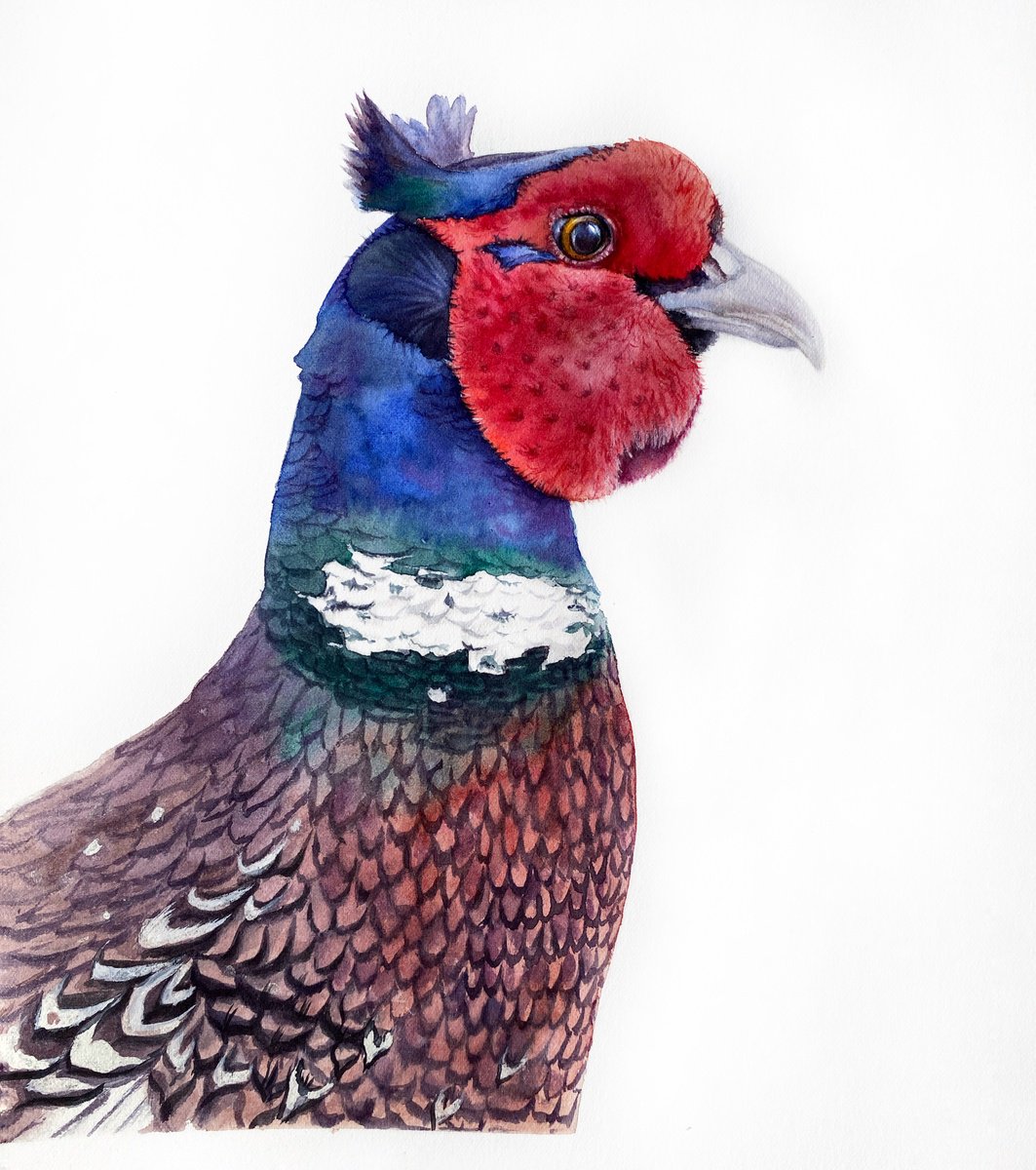 Photorealistic Animal Watercolour By Tetiana Savchenko, 8 X 10", Portrait Of Crested Pheasant, Original Artwork