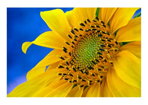 Sunflower. Limited Edition 1/50 15x10 inch Photographic Print by Graham Briggs