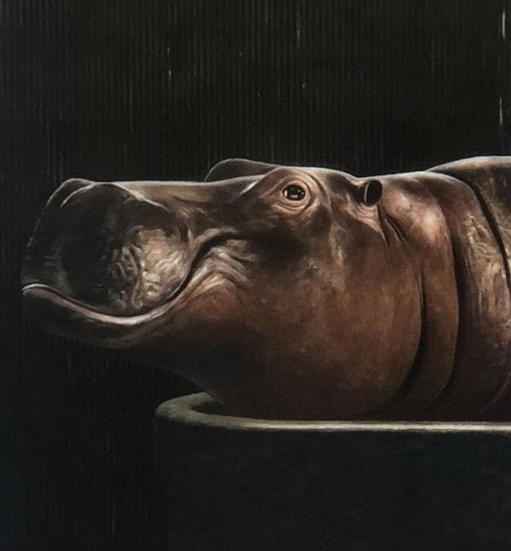 Hippopotamus Bath