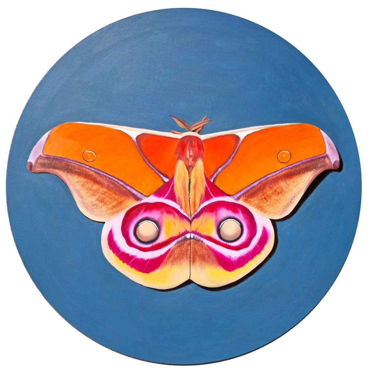 Suraka silk moth by Zulfiya Mukhamadeyeva