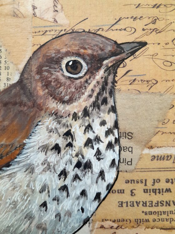 The Song Thrush and the Custard Cream