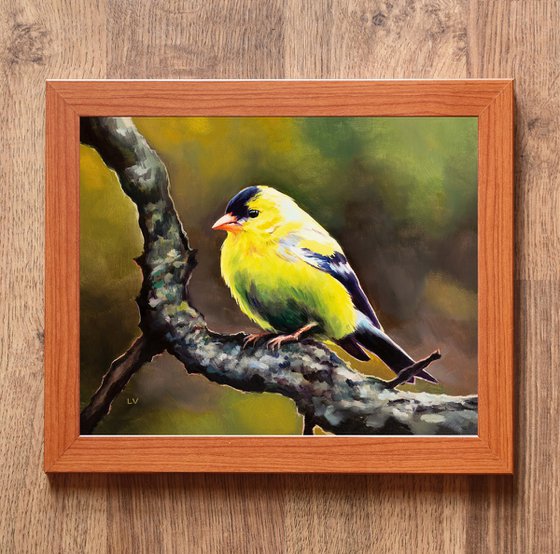 Male yellow goldfinch on a branch
