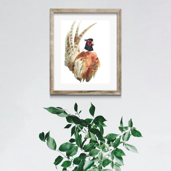 Pheasant bird, watercolor illustration