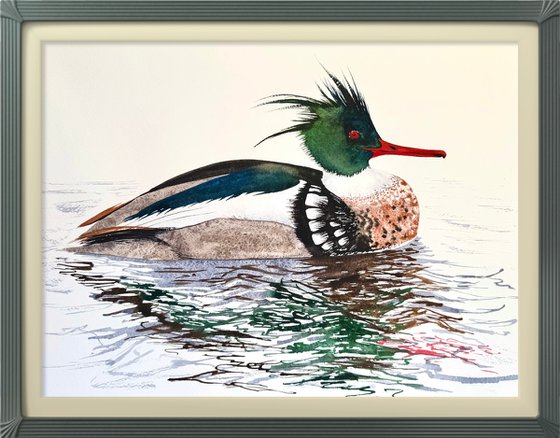 Red-breasted Merganser Male