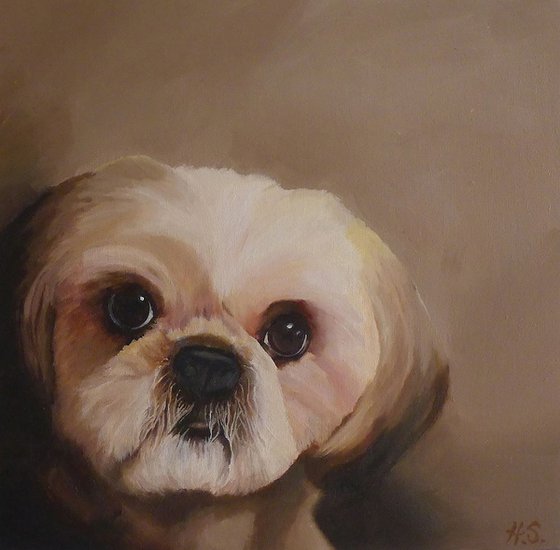 Shih Tzu Dog Portrait