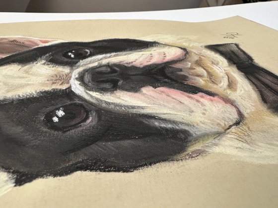 Black and white funny french bulldog