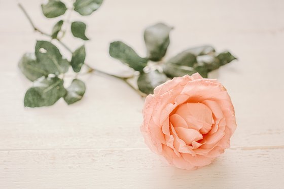 Рink rose