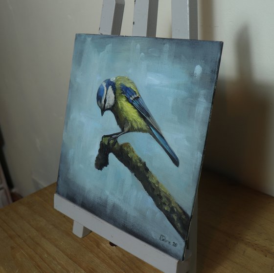 Lockdown's Morning Chorus Series - Blue Tit 1