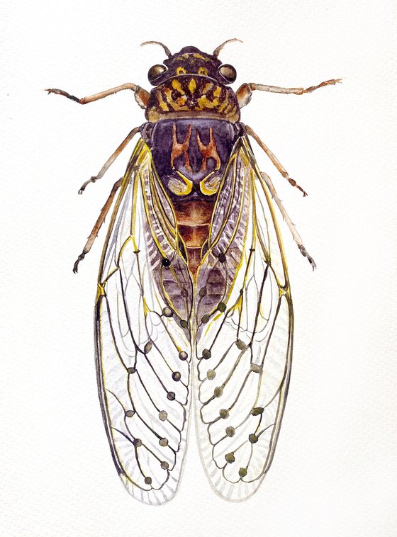 Symphony of Cicadas,beautiful singing insect with transparent wings