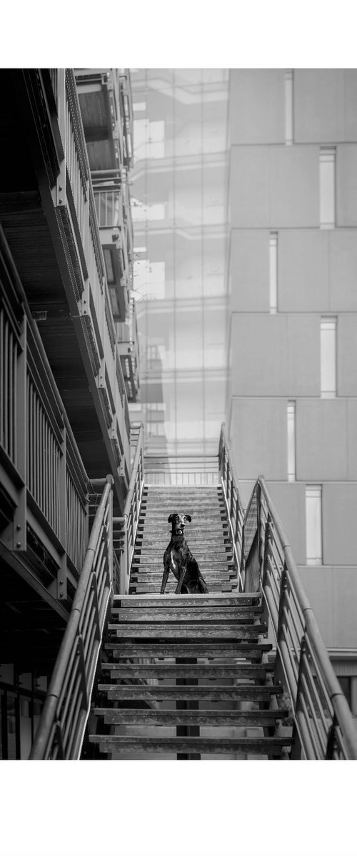 Galgos of London II by Elena Marchi