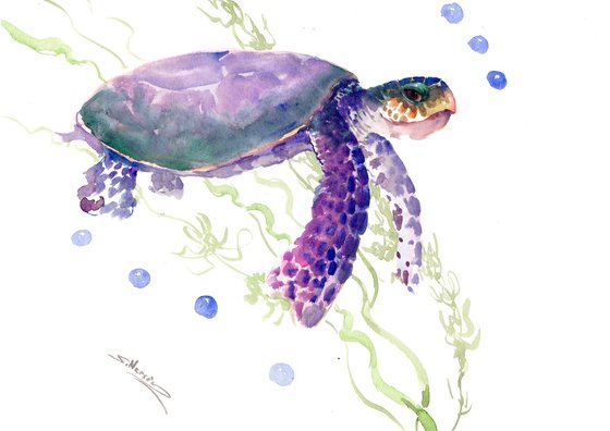 Sea Turtle