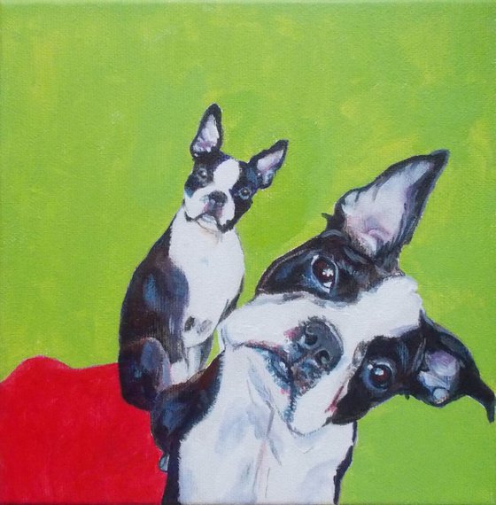 Boston Terriers ♥♥♥I want one (or two!?) ......