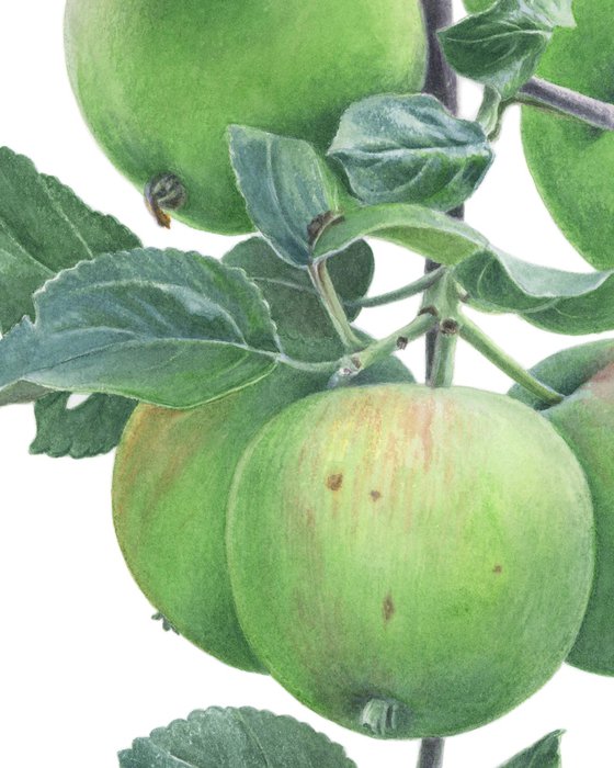 Green Apples