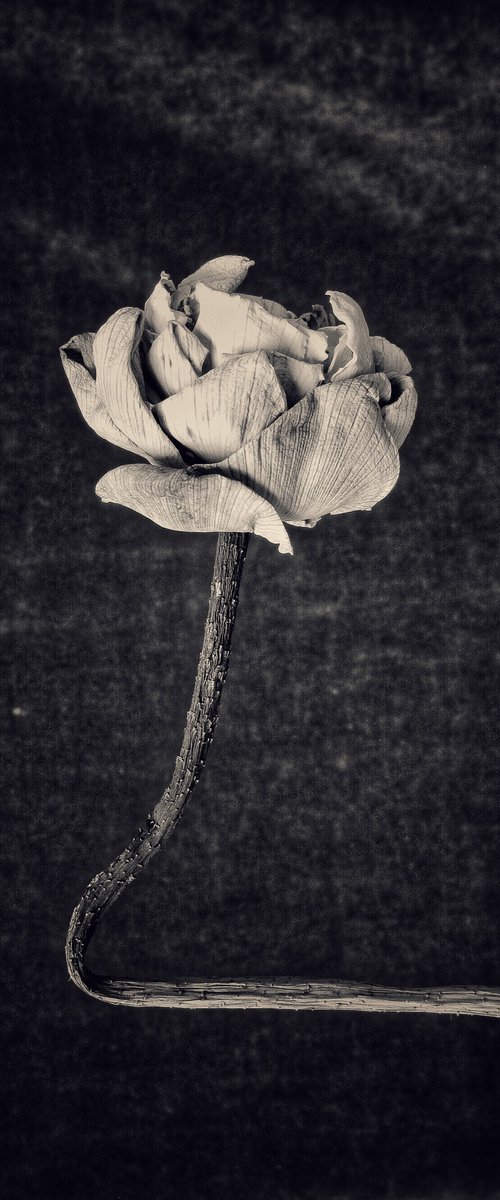 The Remains of Beauty by Nattapol Lertthitiplurt