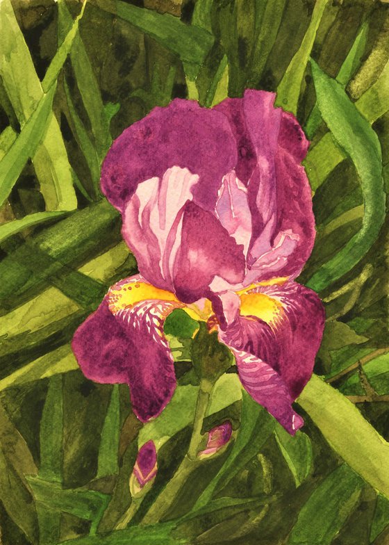 IRIS