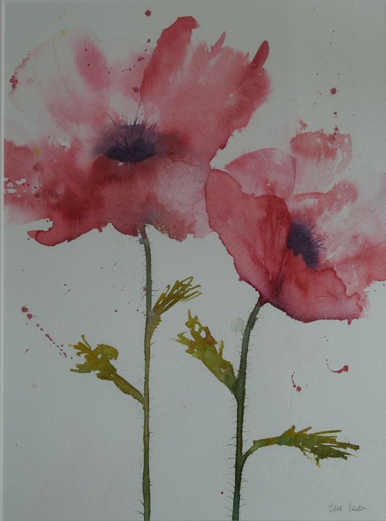 Pink Poppies