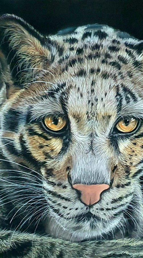 Clouded leopard portrait by Silvia Frei
