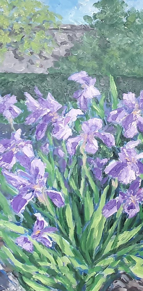 Irises 3 by Colin Ross Jack