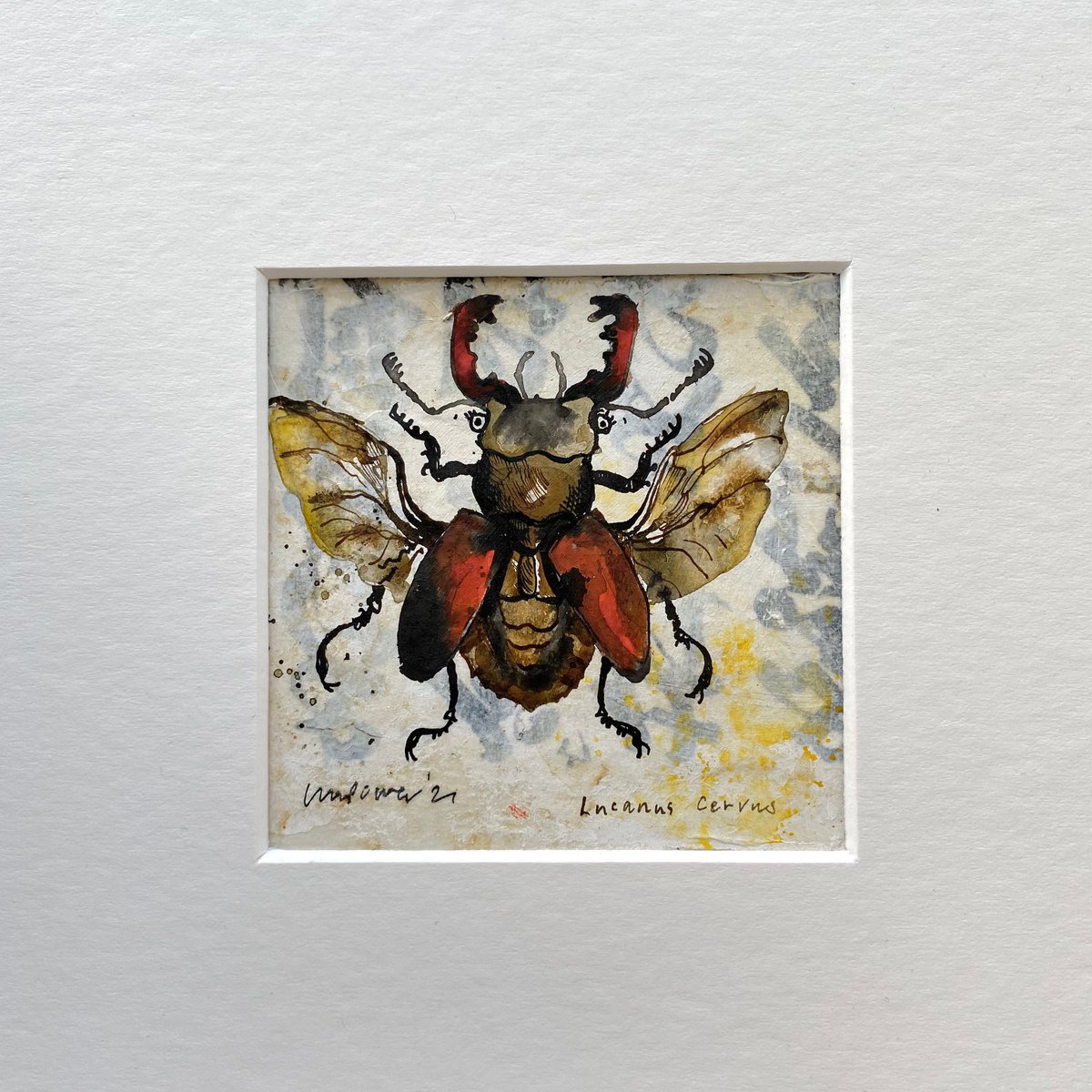 Stag Beetle ’Lucanus Cervus’ by Luci Power