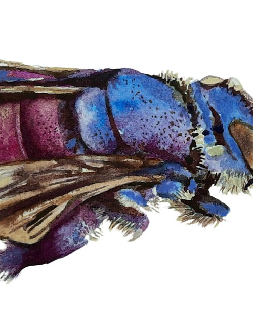 Bohemian Bumble - Original Watercolor Orchid Bee by Alison Fennell