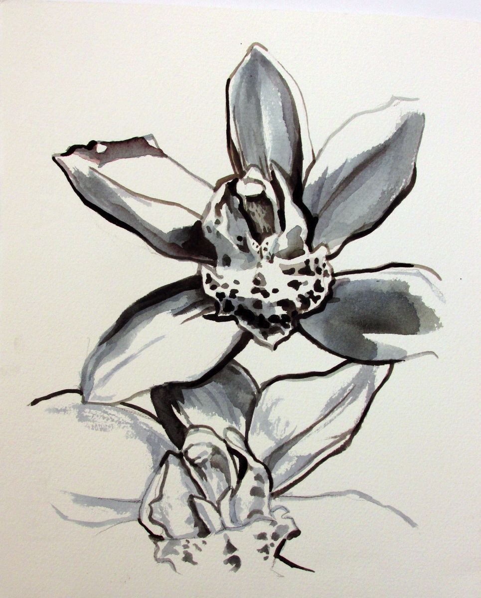Expressive Botanical Ink Drawing By Alfred Ng, 9 X 11, Cymbidium Orchid, Original Artwork