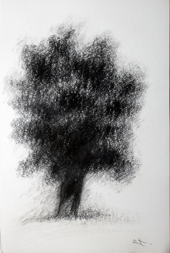 Dessin au fusain, Etude d'arbre