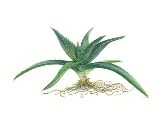 Aloe
