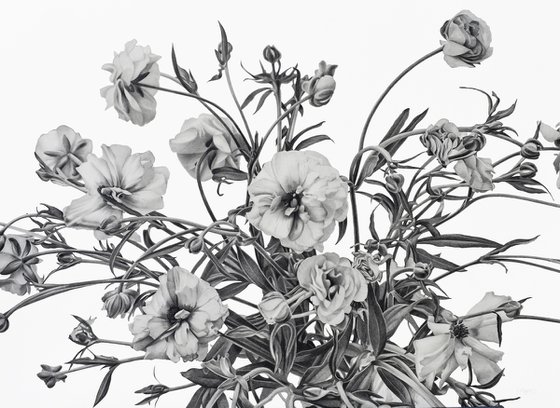 Butterfly Ranunculus Flowers