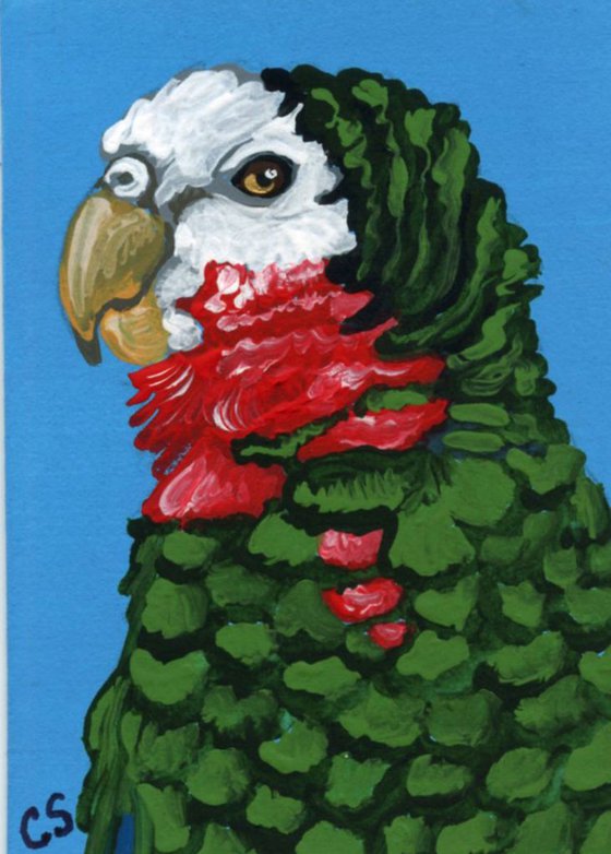 ACEO ATC Original Painting Cuban Amazon Parrot Pet Bird Art-Carla Smale