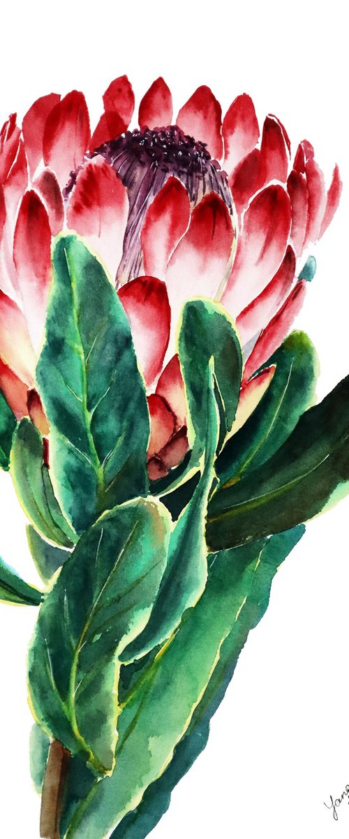 Pink Protea Flower in Watercolor - ORIGINAL Painting Ready to Ship by Yana Shvets
