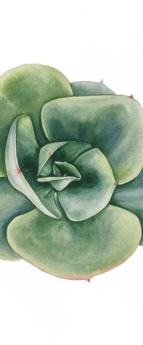 Echeveria elegans green. A series of original watercolour artwork. by Nataliia Kupchyk