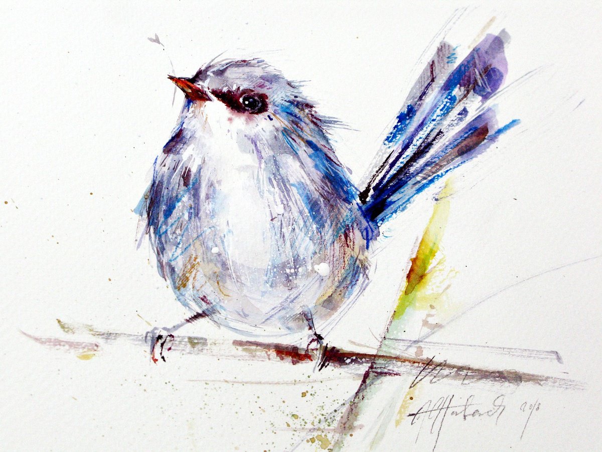 fairy wren by Anna Maria