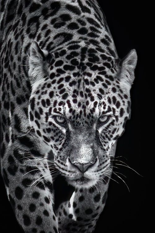 Jaguar Walking by Paul Nash