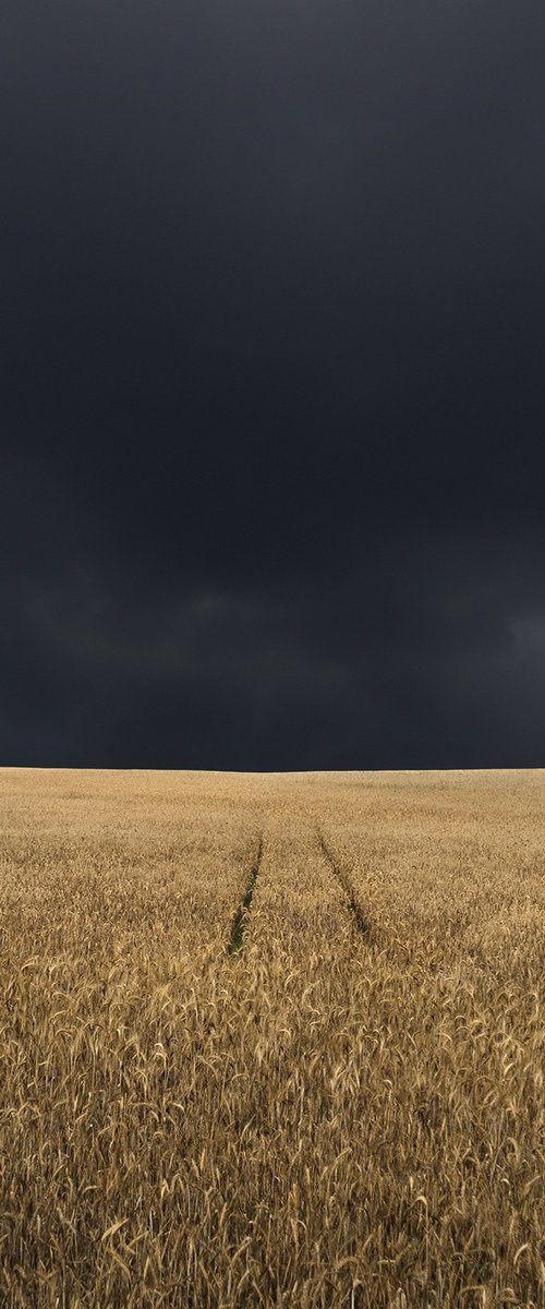 Yellow Fields by Jacek Falmur