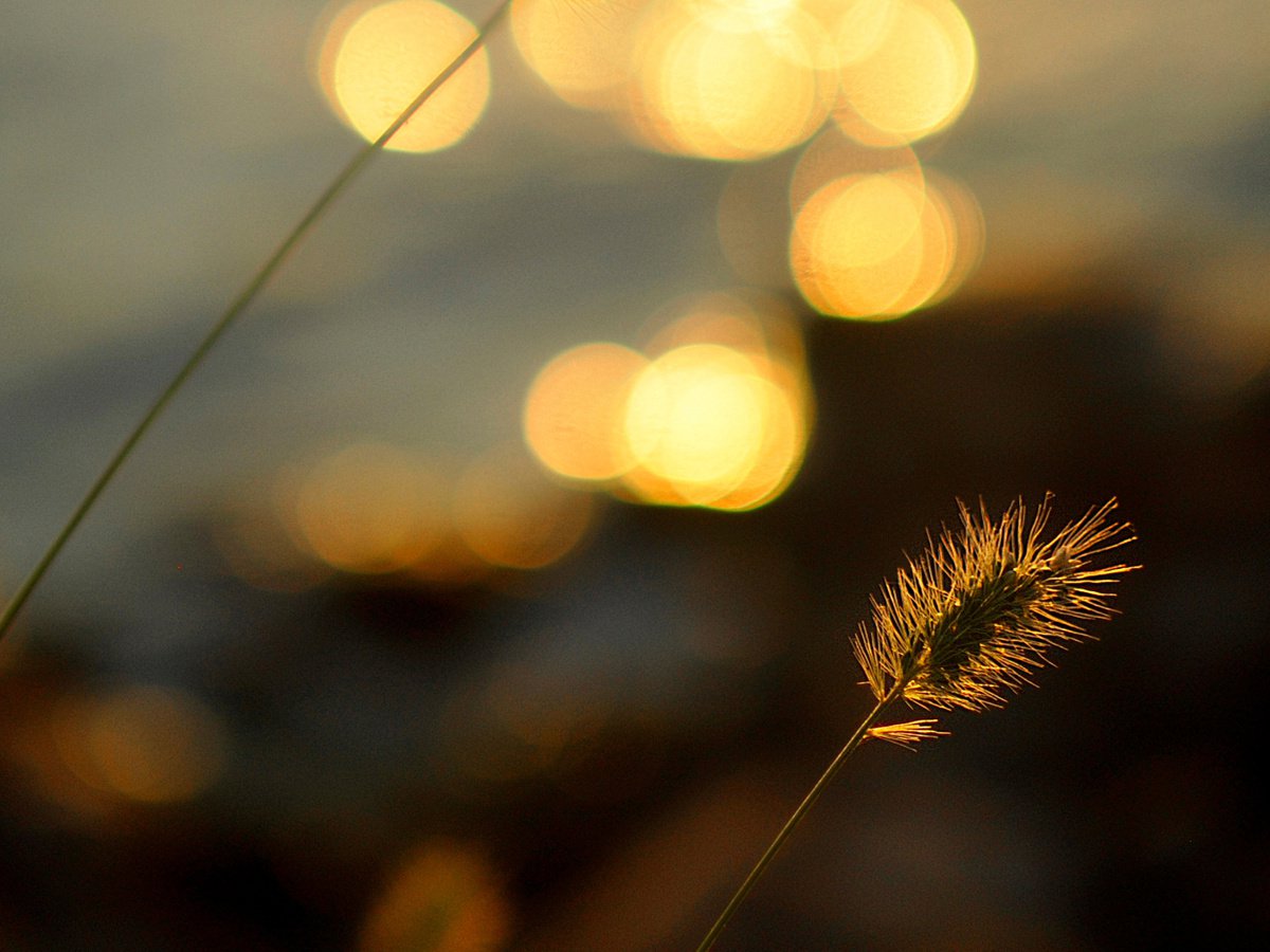 Photorealistic Botanical Photograph By Emily Kent, 20 X 16, Sunkissed, Original Artwork